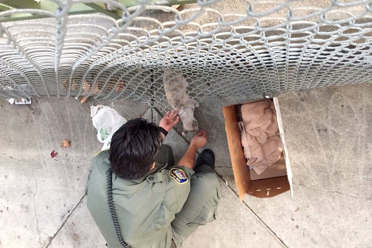 Stray Cat Saved from Under Bridge Can't Stop Thanking Her Rescuer