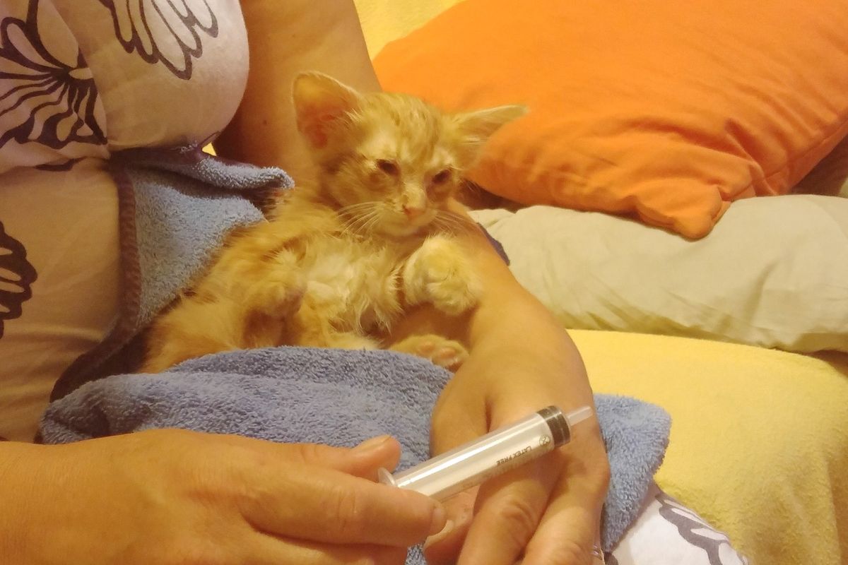 How Pokémon Go Helped Save Tiny Ginger Kitten Stuck Behind Electric Box