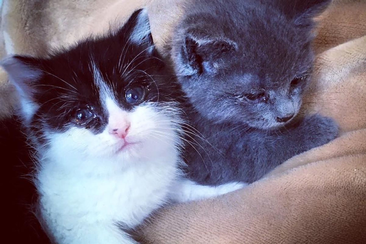 Kittens Found Holding Each Other and Wouldn't Let Go, These Photos Will Melt Your Heart..