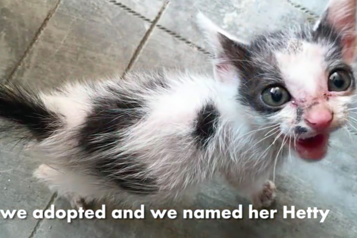 Man Saves Roadside Kitten Meowing for Help, The Transformation Will Amaze You!