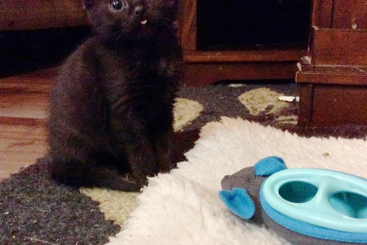 Woman Took a Chance on Micro Kitten Who Was Size of a Thumb, Now Months Later...