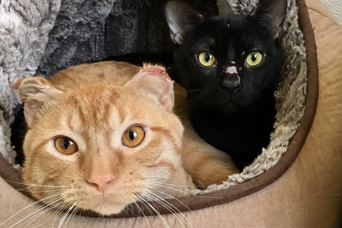 Three Bonded Cat Brothers Survive Bitter Cold by Sticking Together