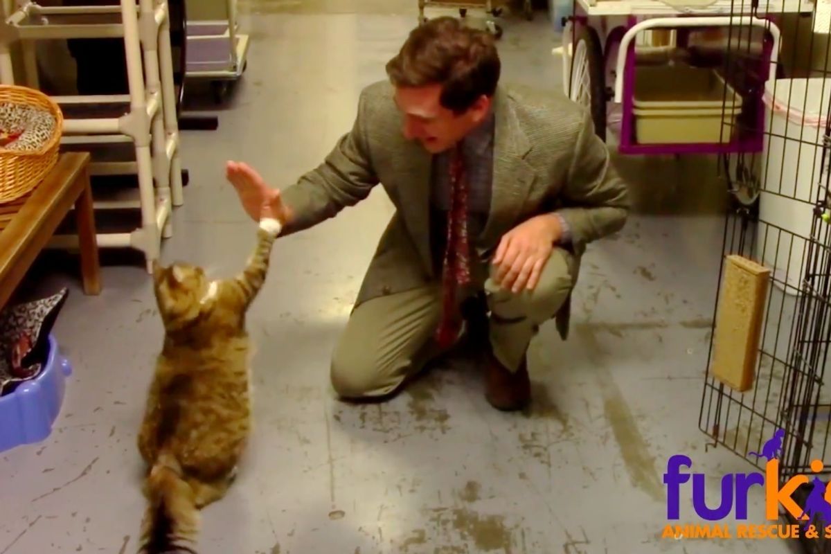 Guy Comes Up with Brilliant Idea to Help 500 Shelter Cats Find Homes