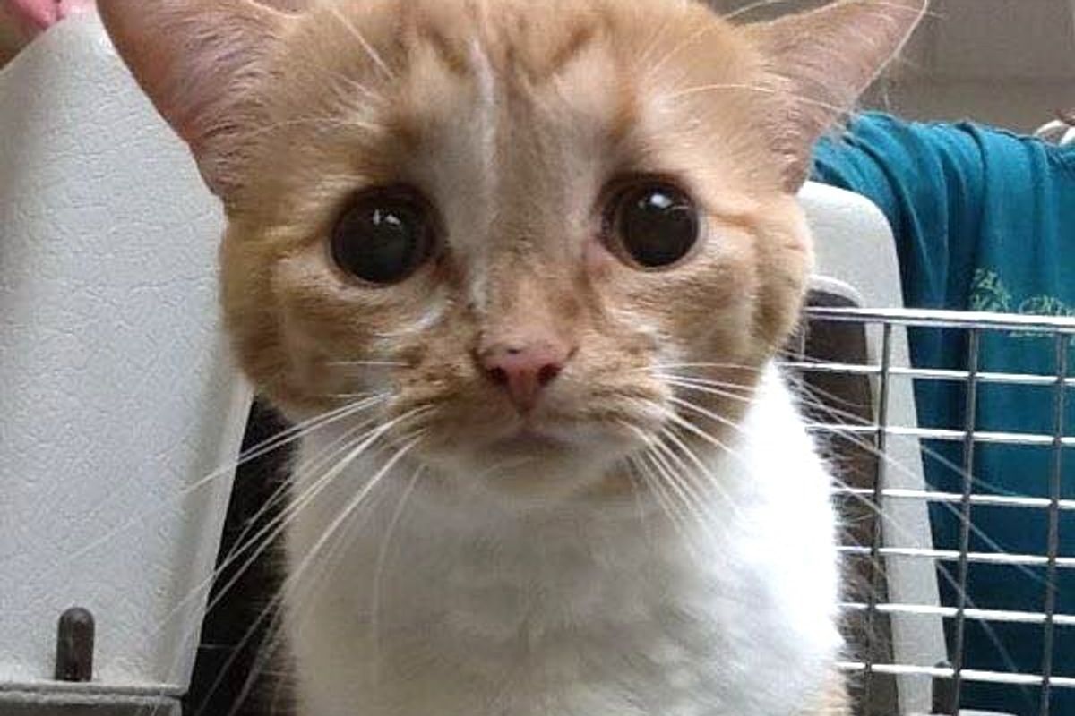 They Take a Chance on Cat Who No One Wanted Because He's Special, Now 2 Months Later...