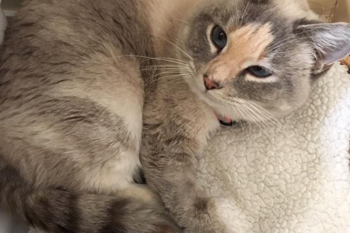 Vet Refuses to Give Up on Cat With Injured Leg After Being Asked to Put Her Down