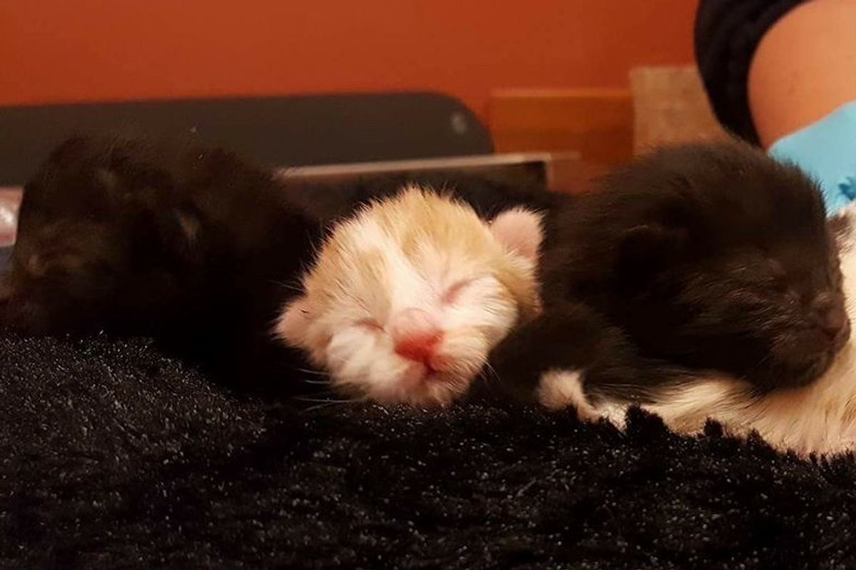 Kitten Who Was Pronounced Dead at Birth Makes Miraculous Comeback
