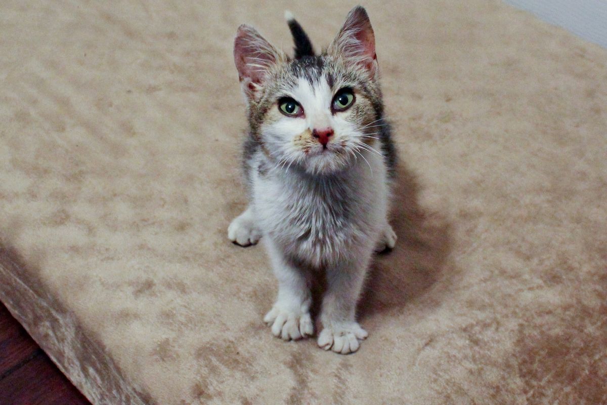 Kitten Found Frozen to Blanket on Window Sill is Brought Back to Life, 2 Days After the Rescue...