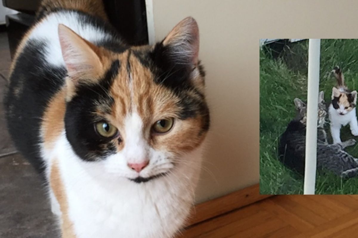 After Months of Coming to the Doorstep, Stray Kitten Decides to Move In…