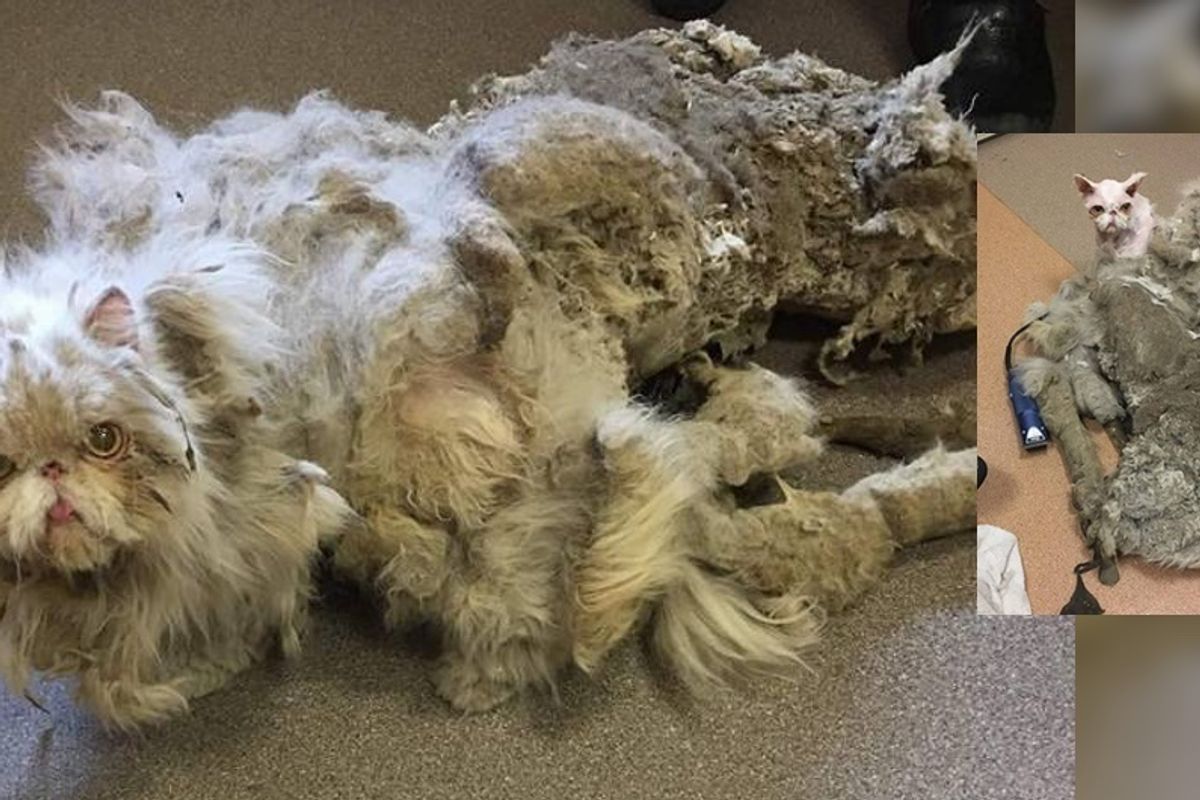 Cat Covered in Matted Fur Looks Like He's Dragging a Carpet Until He's Completely Shaved