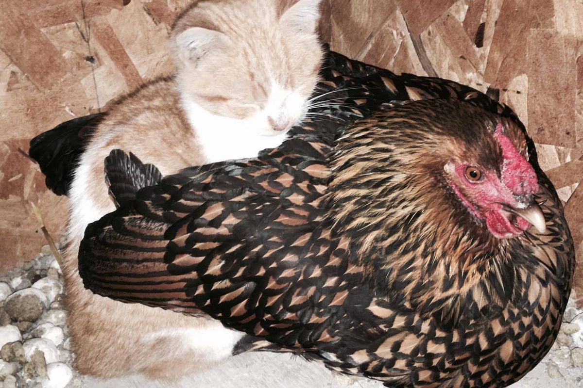 Family Finds Stray Kitten Cuddling Up to Unlikely Friend in Chicken Coop