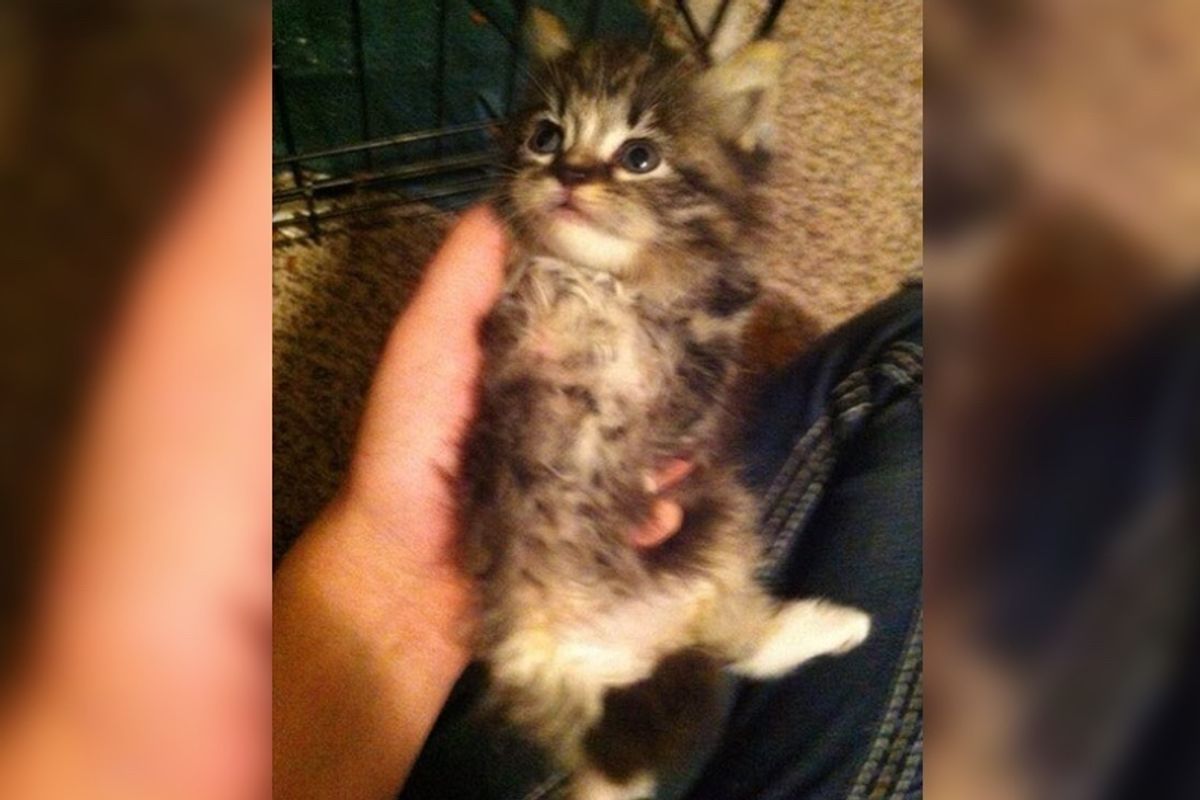 Cat Born with Two Legs Goes from Lying on Her Back to Running on Two