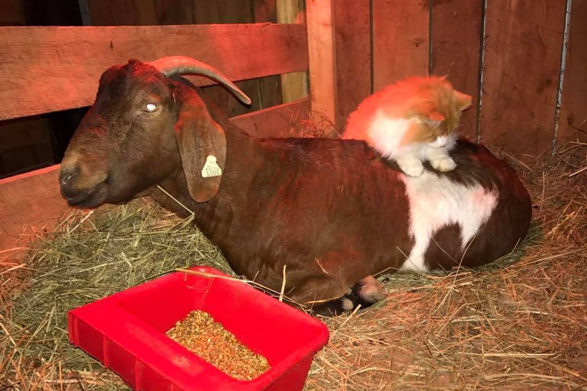Barn Cat Surprises Everyone When He Acts as Midwife to Pregnant Goat