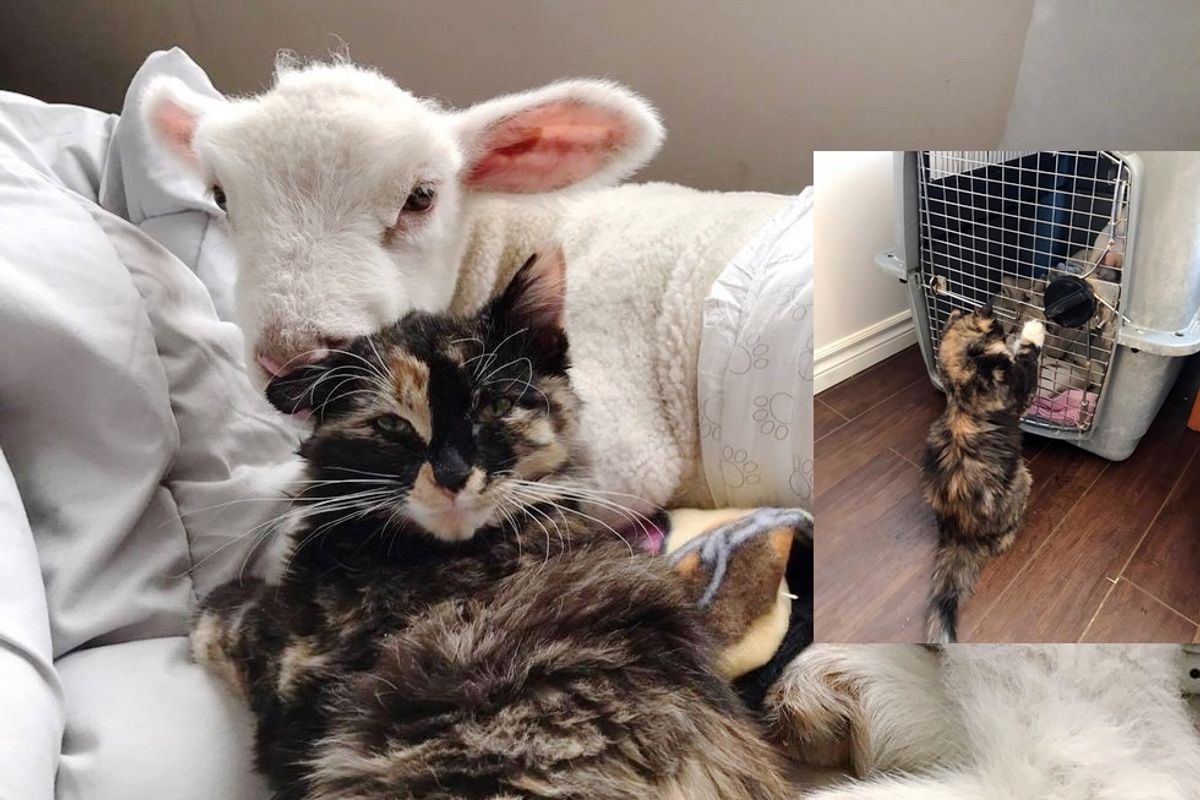 Rescue Cat Helps Save Sick Little Lamb and Nurses Him Back to Health