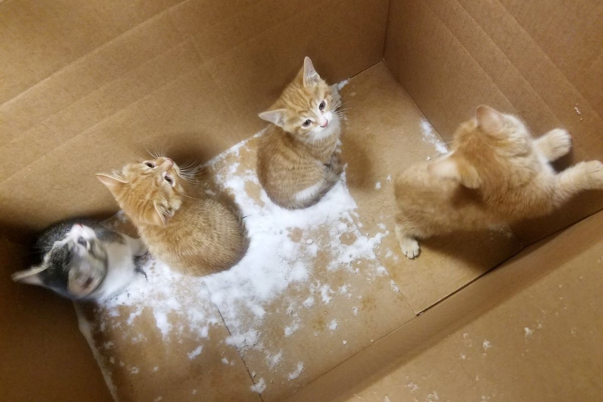 Woman Saves Four Kittens Found Abandoned in Box During Snowstorm