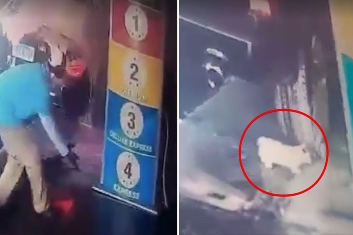 Man Saves Kitten that Falls Out of Bottom of Car During Car Wash