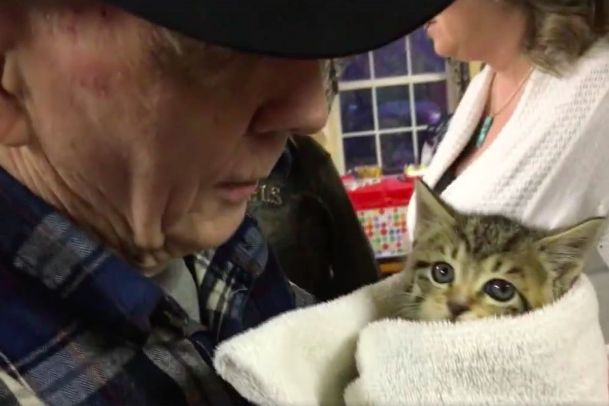 87-year-old Veteran Evicted and Prosecuted for Feeding Cats After 17 Years, Community Bands Together to Help