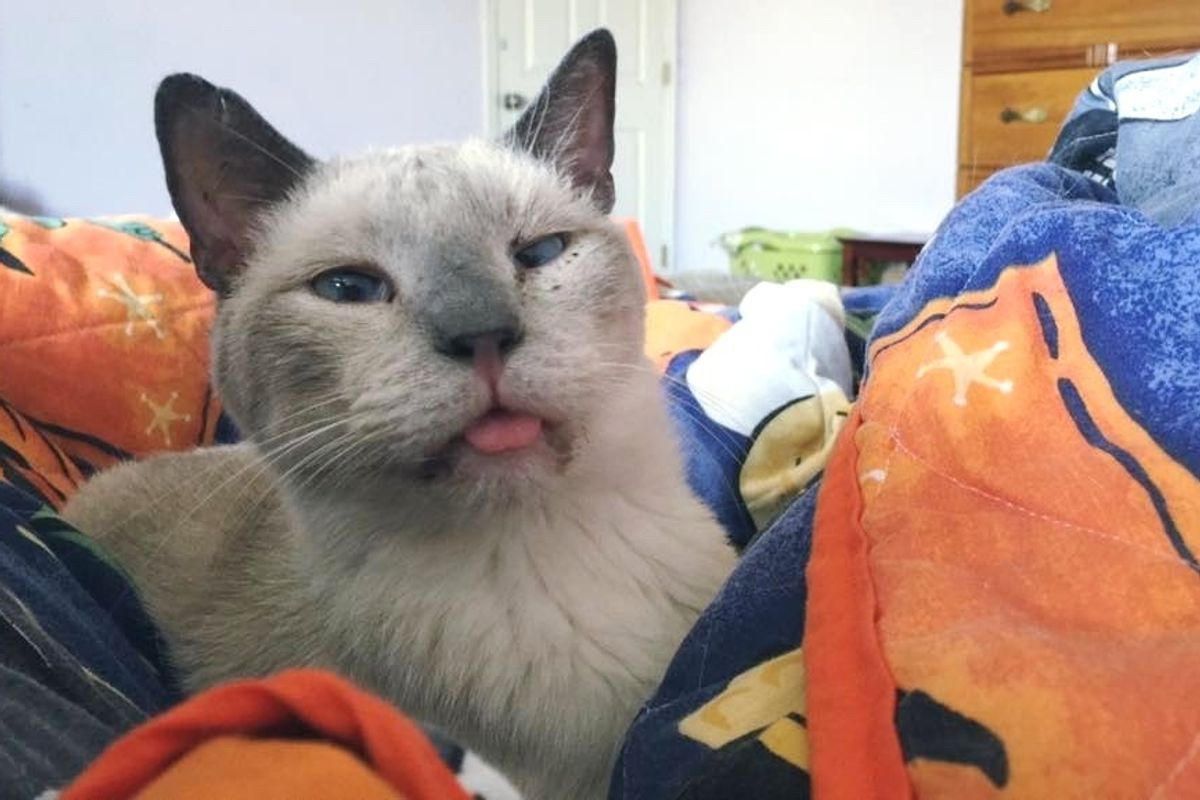 Senior Cat Ended Up at Shelter and was Terrified, But Two Months After Adoption...
