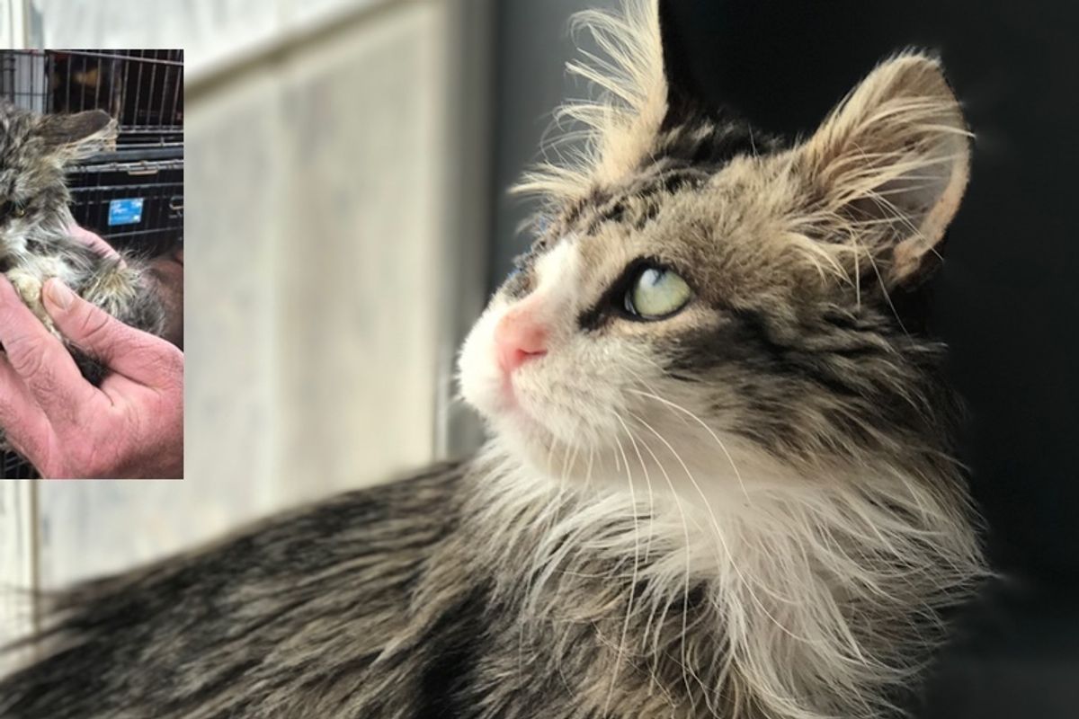 Woman Saves Sick Kitten While Others Decided to Give Up, A Month After the Rescue…