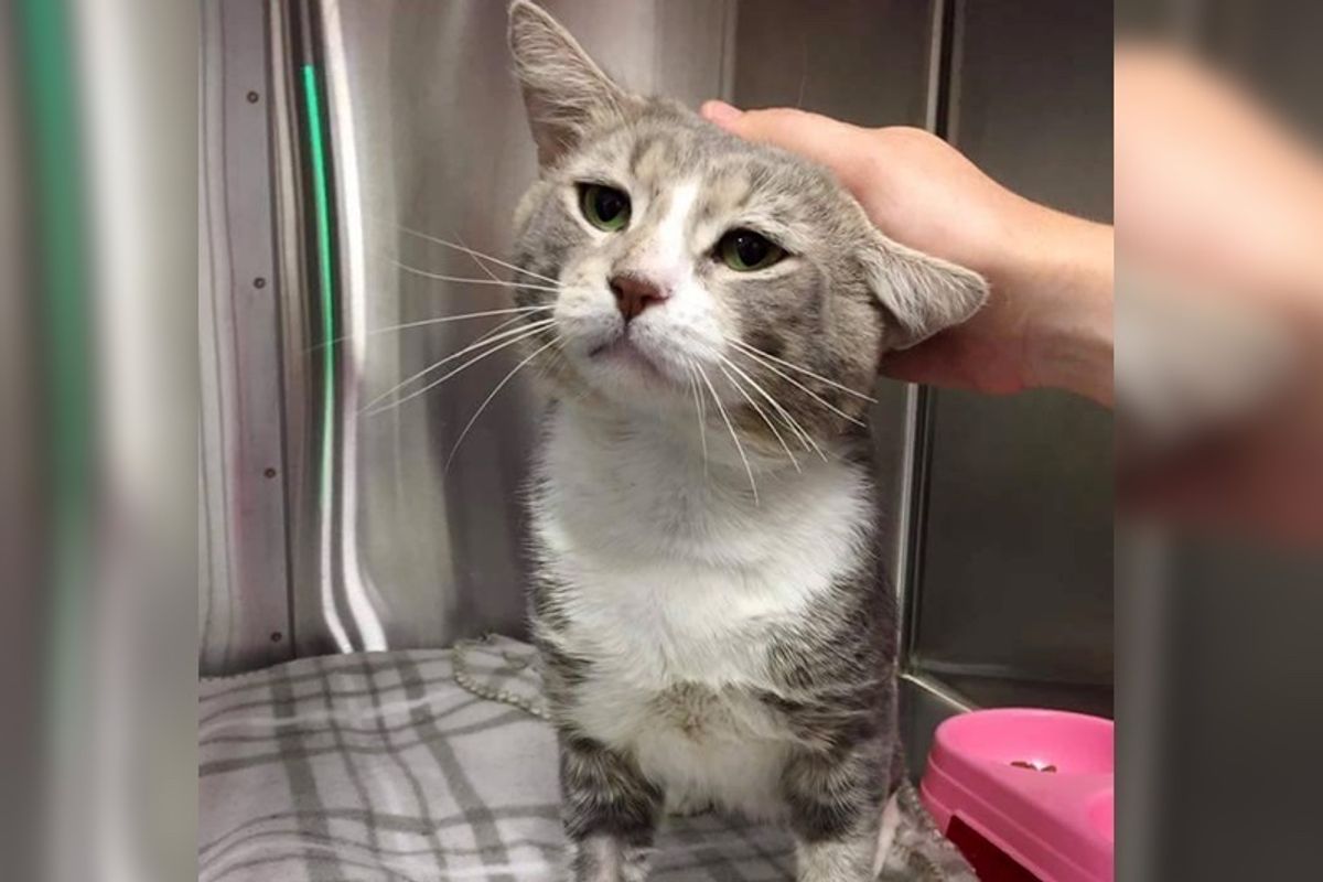 Stray Cat Walks into Trap, Begging to Be Rescued Along with Kittens He Looked After.. (with Updates)