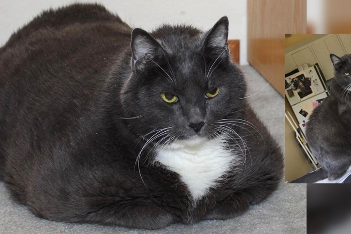 Cat Loses Over 10 Pounds in a Remarkable Journey to Find Happiness