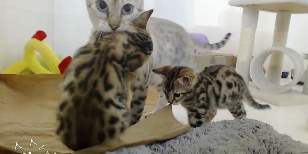 Rescue Bengal Cats: Ultimate Guide to Saving and Caring Them
