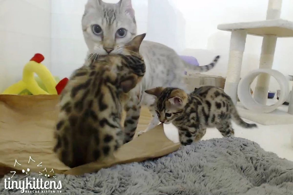 Rescue Bengal Mama So Happy Her Last 2 Babies Survived and Won't Let Them Go.. (with updates)
