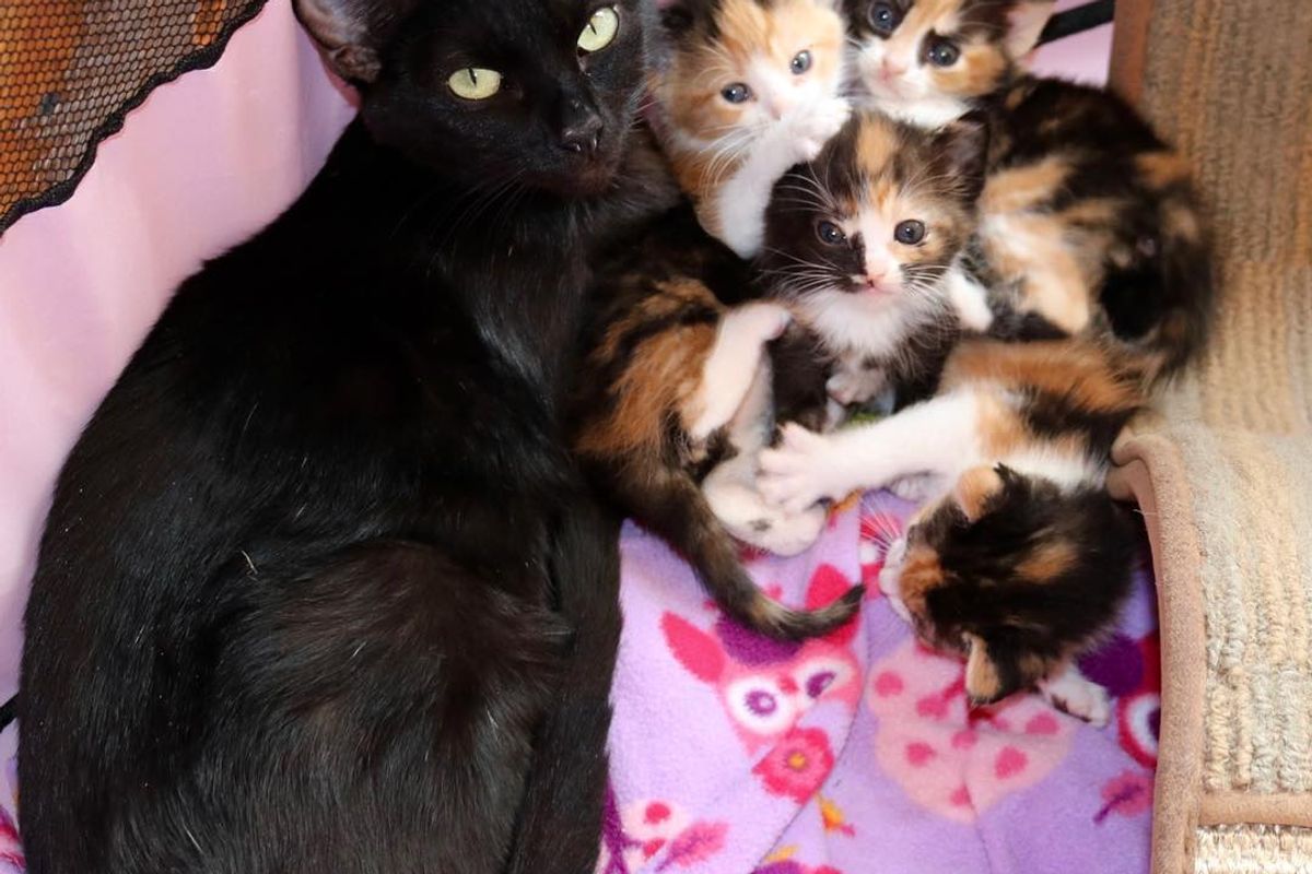 Mama Cat and Her 4 Calico Babies Rescued a Day Before Death Row, Can't Stop Purring in Foster Home