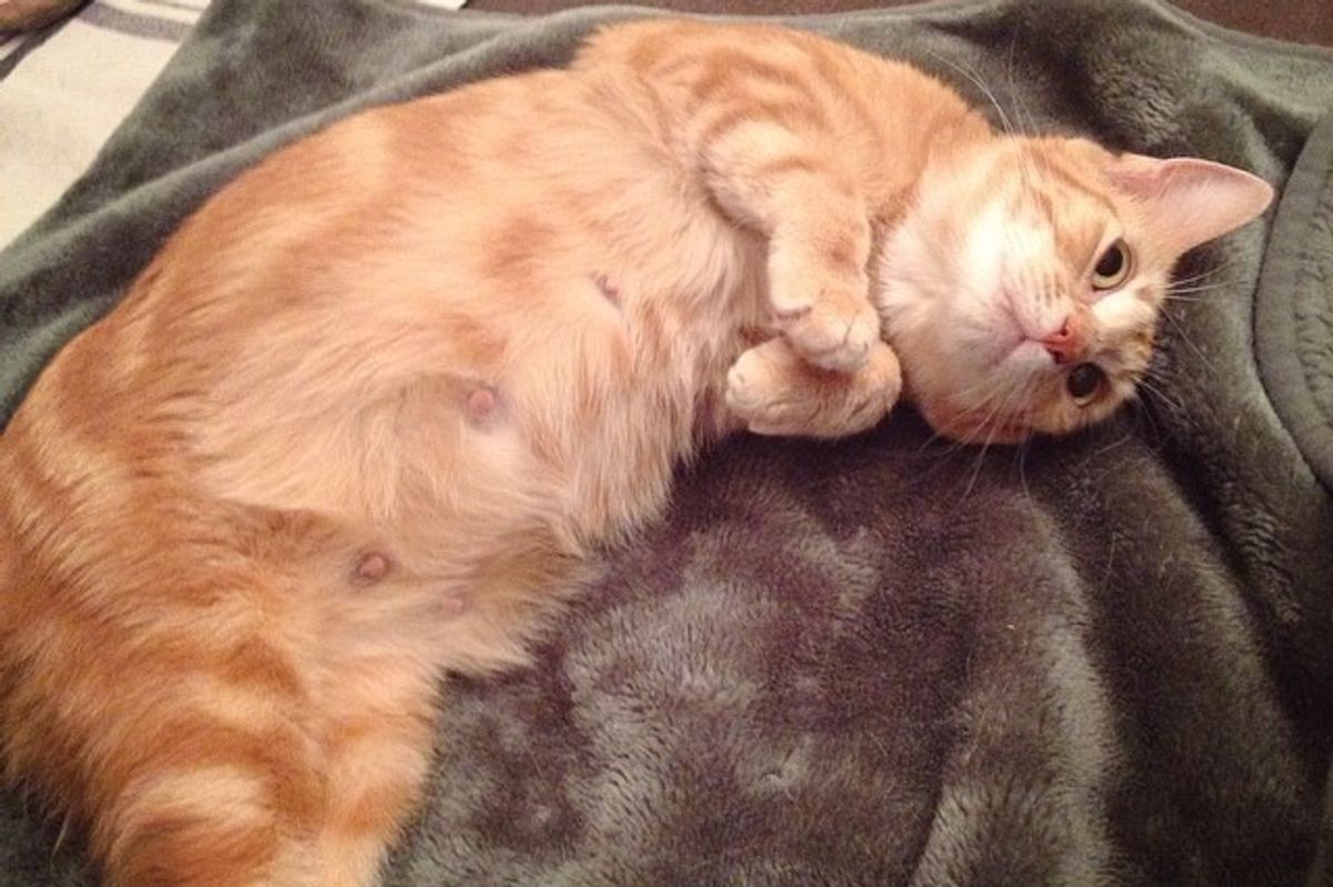 They Saved Sweet Ginger Cat, 10 Days Later She Brought Them Four Little Mini Mes