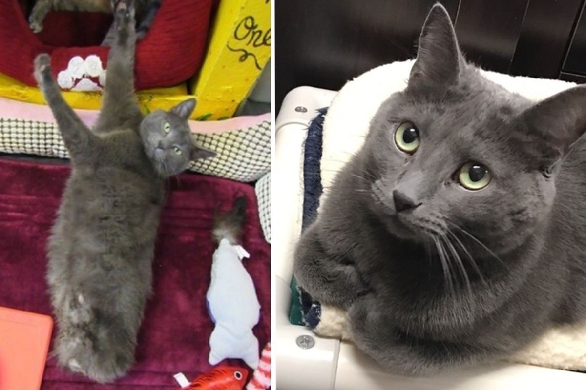 Wonder Cat Without Rear Legs Doesn't Let Anything Slow Him Down