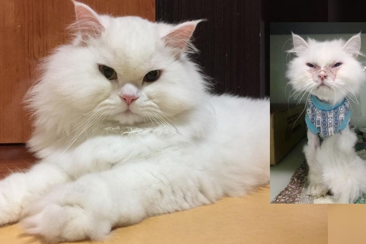 Cat Deemed "Not Worth It" Surprises Those Who Gave Up on Him With His Gorgeous New Fluff and Life