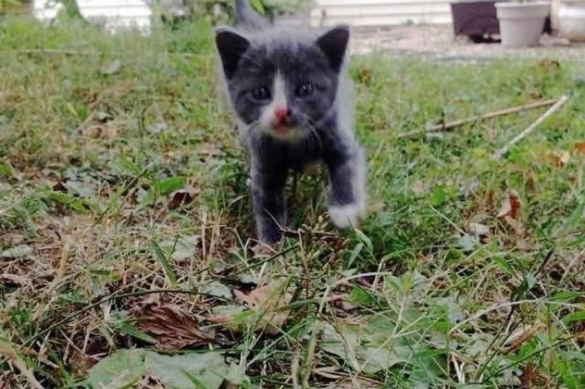 Stray Kitten Meowing Nonstop in Backyard Scampers Her Way into a Person's Heart