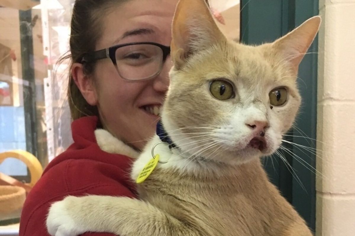12 Year Old Cat Living with Swollen Mouth for Years Begins to Heal After Adoption..
