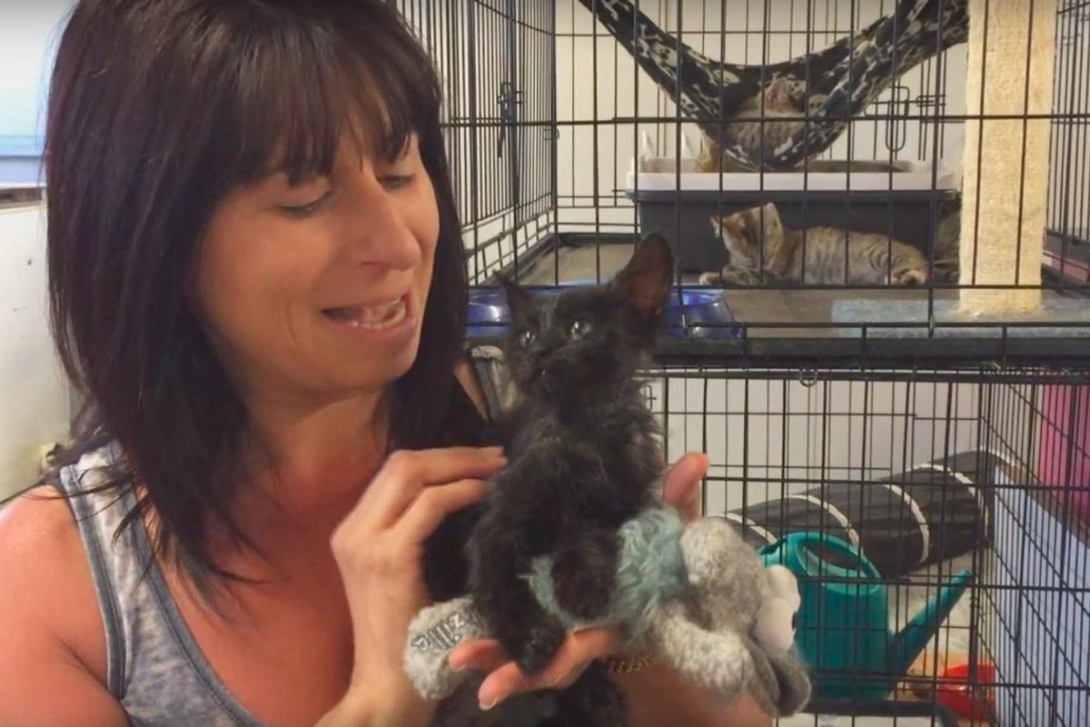 Stray Kitten Found in Barrel of Motor Oil is So Happy to be Saved and Clean!