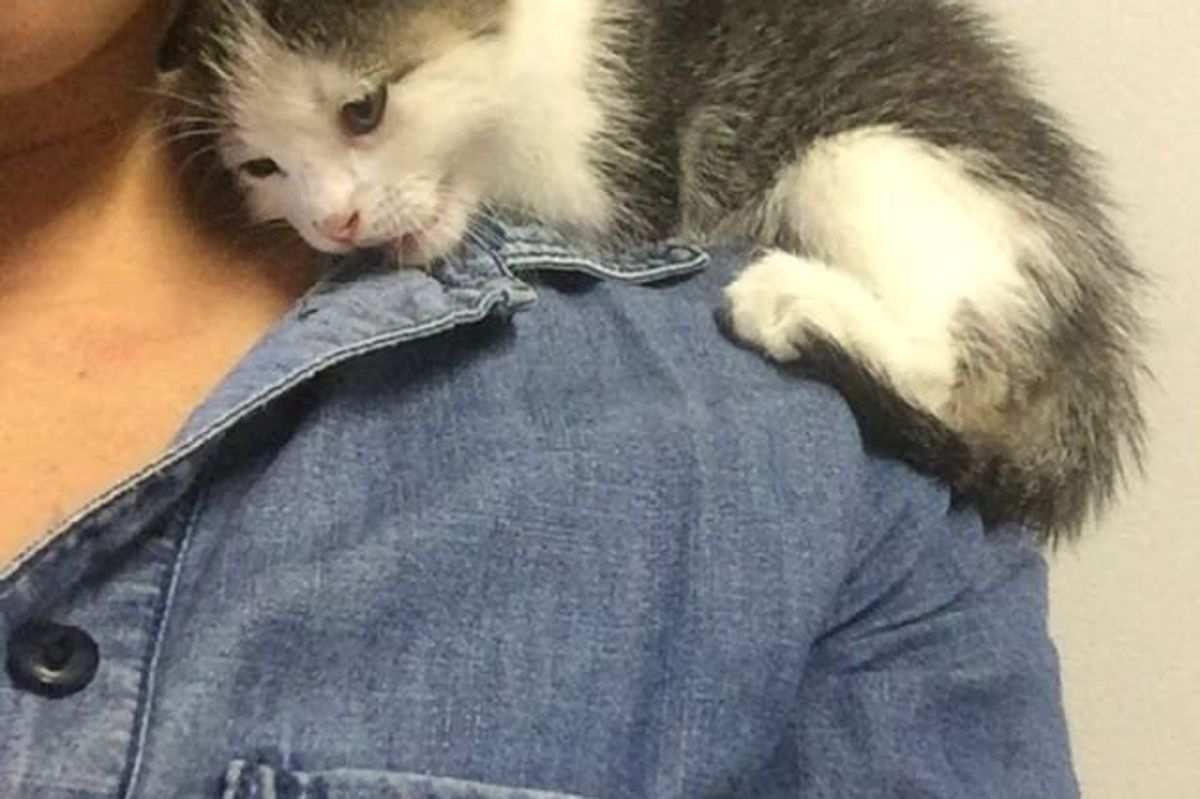 Kitten Found Alone in Pallet Yard Snuggles Up Rescuers Shoulder and Won't Let Go