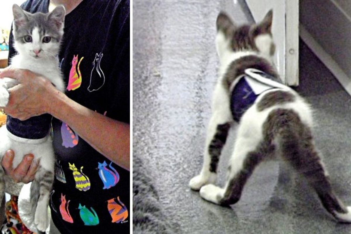 Wobbly Cat Surprises Others With What He Can Do, Now Helps Special Kitties Just Like Him..