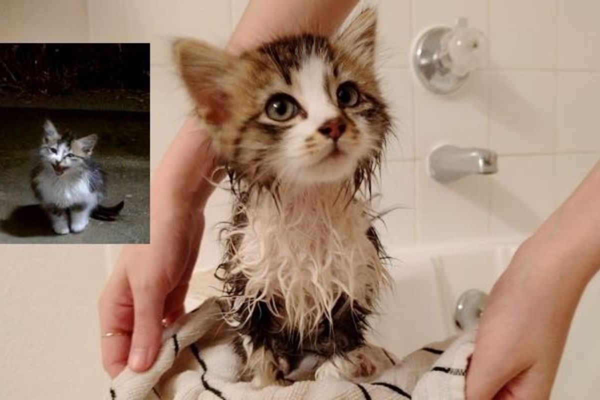Stray Cat Comes to Couple Meowing for Help on Stormy Night