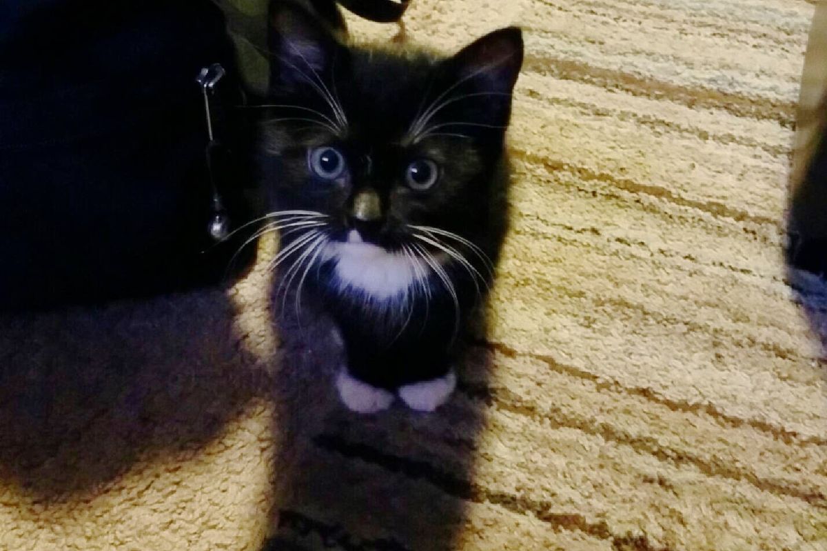 Tiny Tuxedo Saved at Traffic Light Asks His Rescuer to Be His Forever Human..