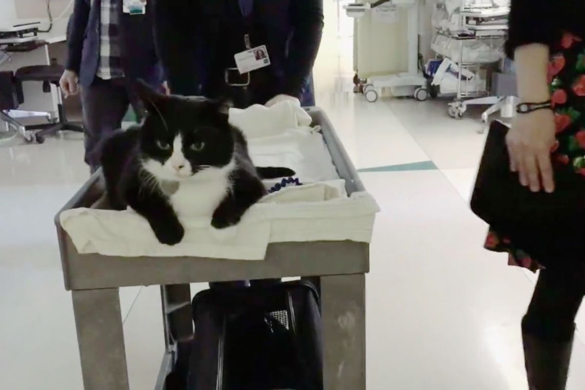 Tuxedo Cat Travels on His Royal Cart to Bring Joy and Hope to Critically Ill Patients