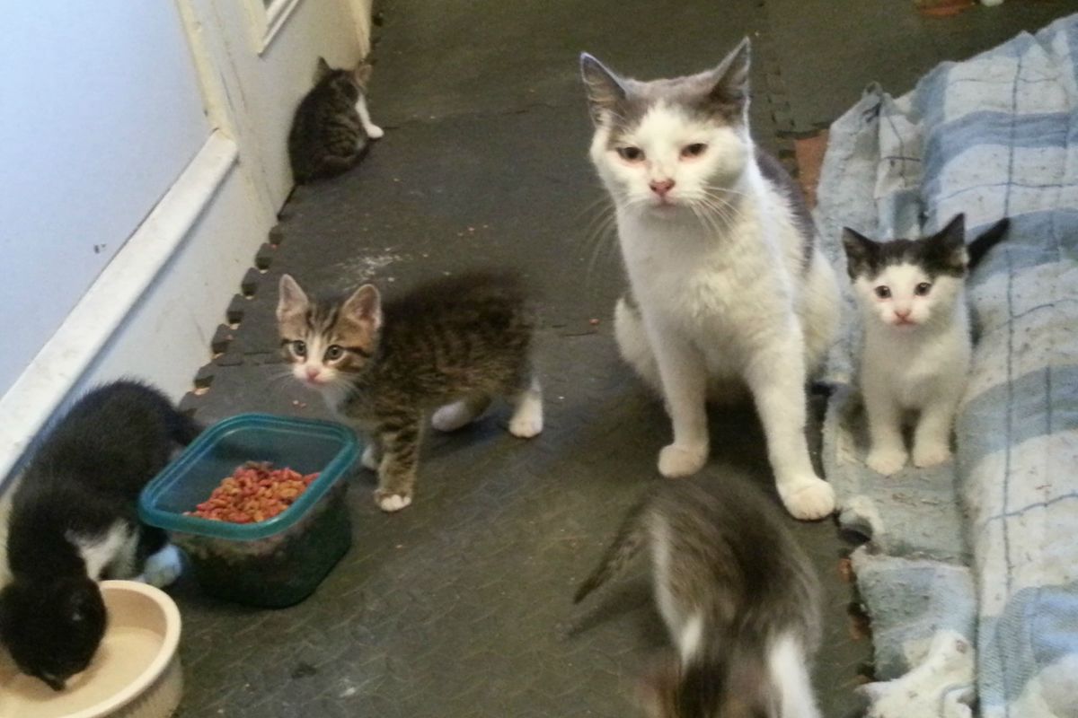 Two Brothers Feed a Fearful Feral Cat, Months Later, She Brings Her Babies to Meet Them
