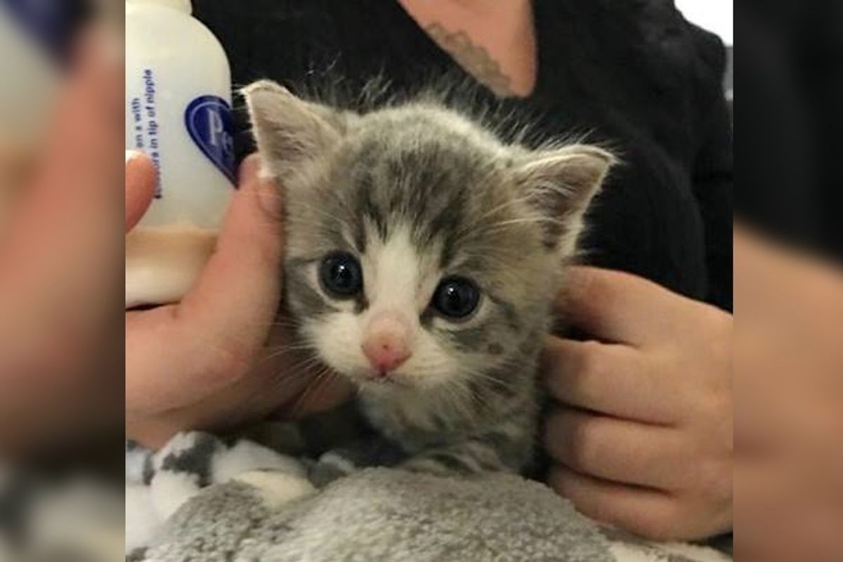 They Hear Loud Meows During Rainstorm and Find the Tiniest Furball Looking for Help..
