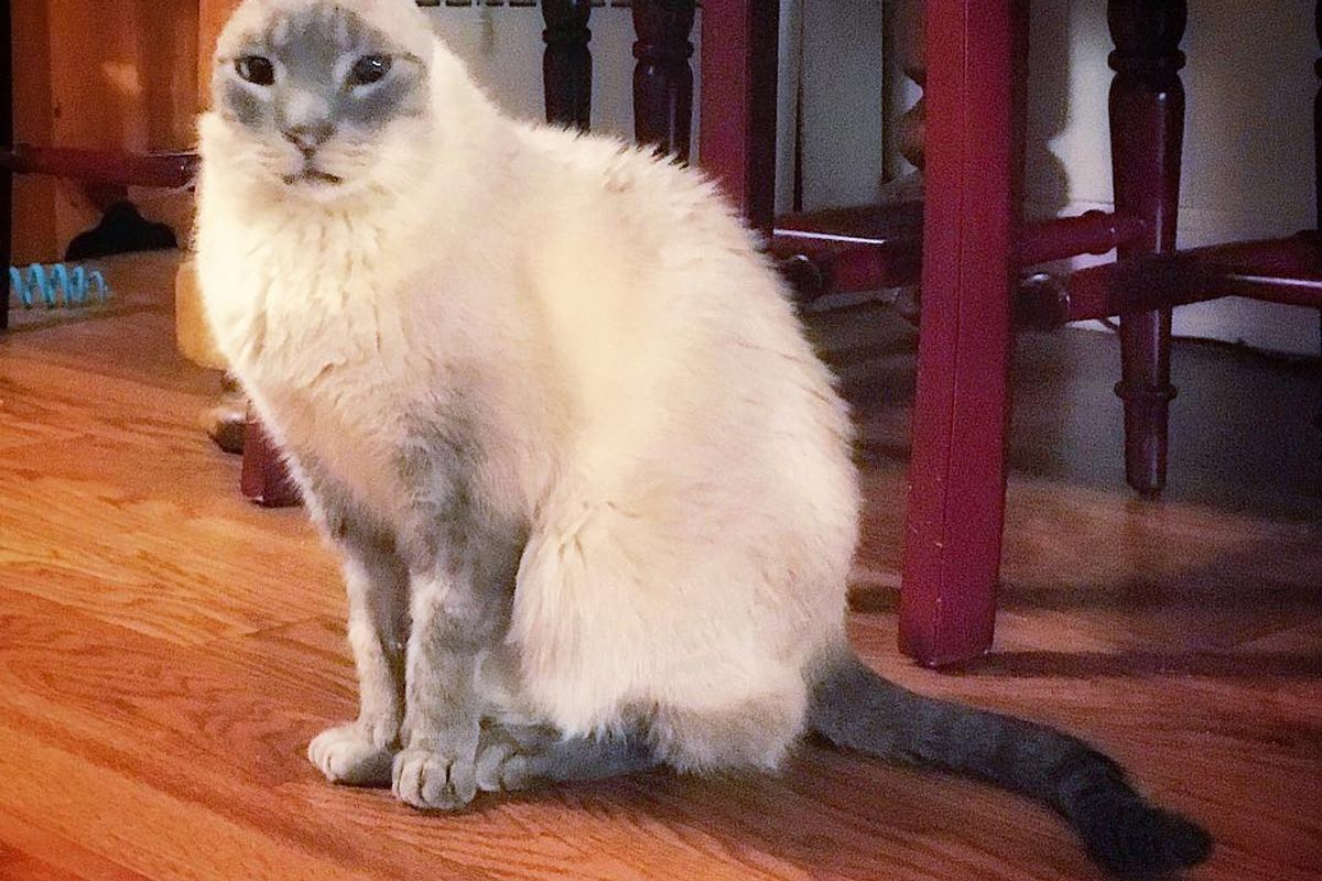 Senior Cat Lost Ears and Teeth Finds Happiness Through Love