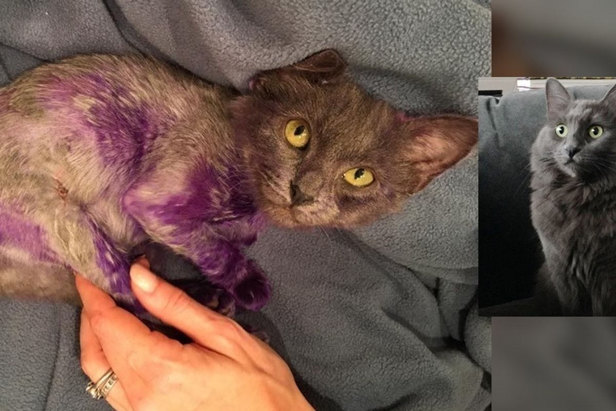Cat Found Covered in Purple Has Grown Back His Glorious Gray Coat (with Updates)