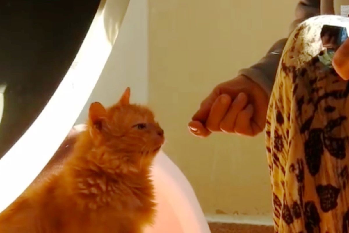 The Moments of This Elderly Abandoned Cat Accepting Love Again Will Touch Your Heart...