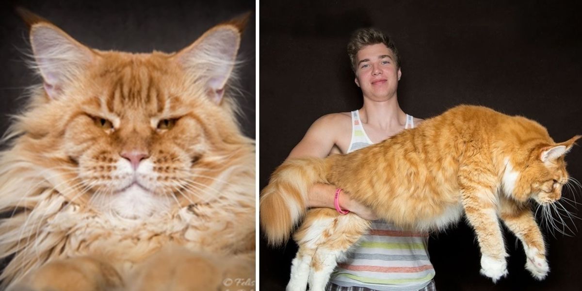 What is Biggest Cat: Discover the World's Largest Feline Giants