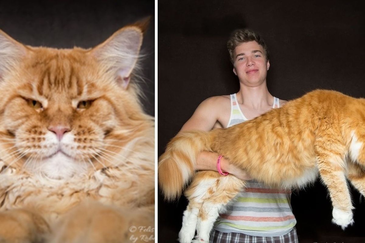 These 10+ Cats Are Perhaps the Most Majestic Creatures that Purr..