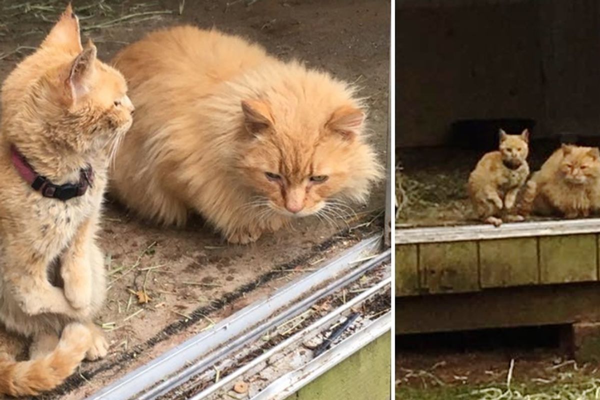 Special Cat Who Walks Like Kangaroo Bonds with Another Ginger After Both Abandoned (With Updates)