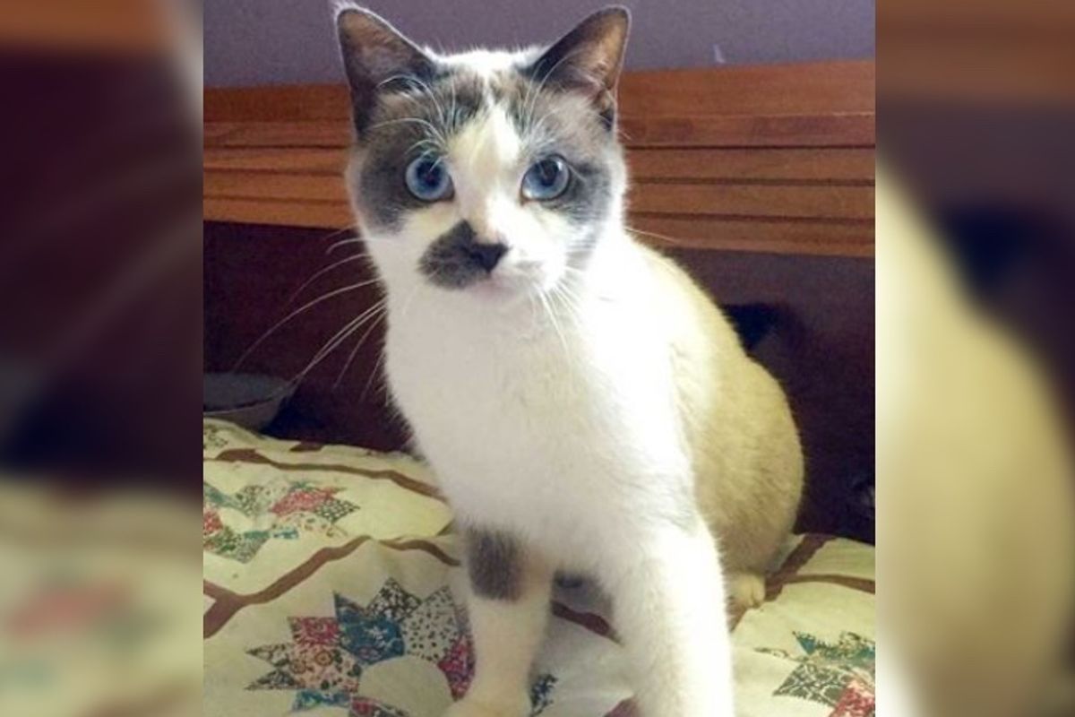 Cat Hailed a Hero for Saving Trapped Man Next Door..