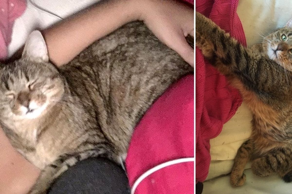 Cat With Twisted Legs Lived Half of Her Life in Small Cage, Woman Takes a Chance on Her, It Changes Everything...