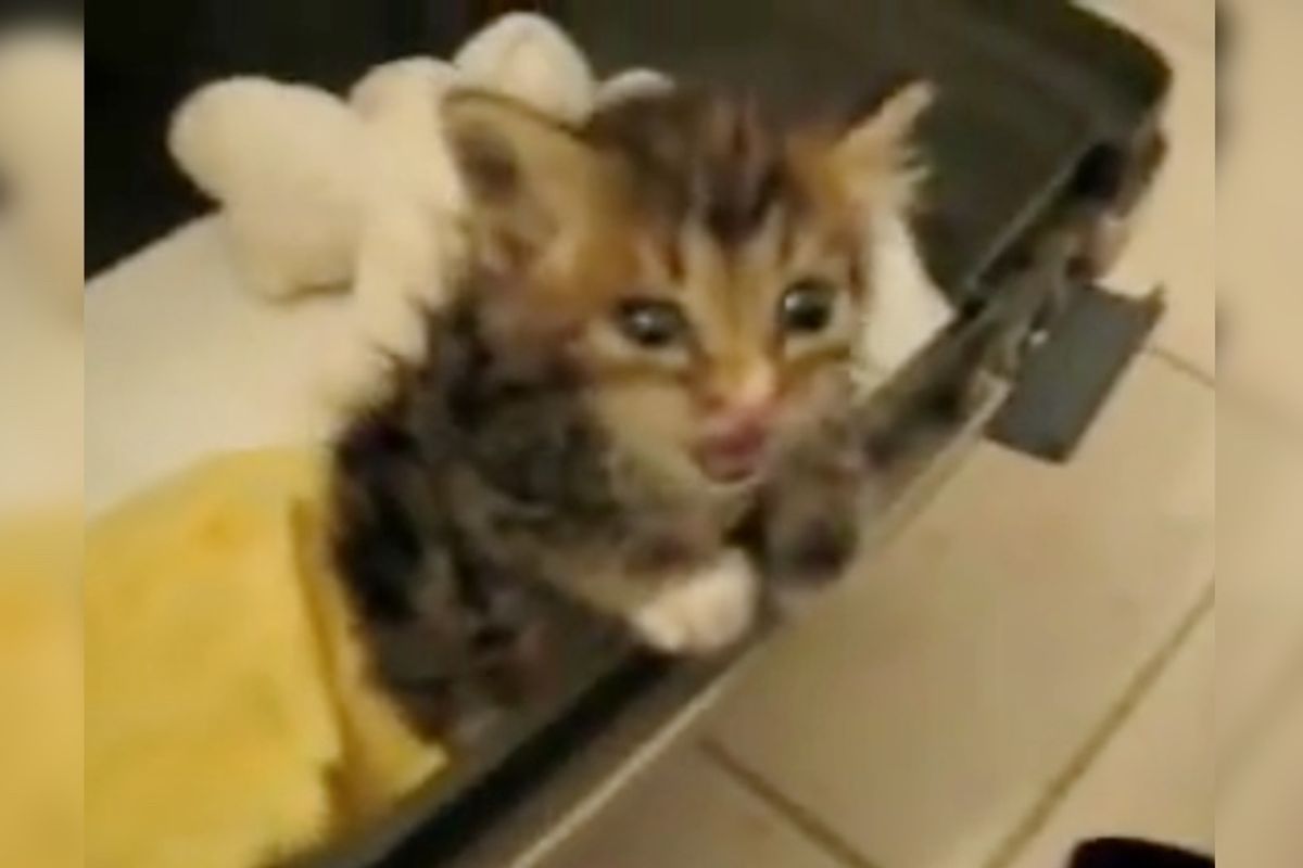 Miracle Kitten Wills Herself Out From Being Trapped Underneath House, Then and Now..