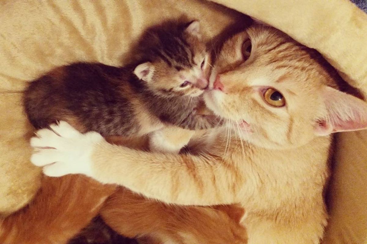 Pregnant Cat Hides in Shelter Cage Fearing for Her Babies, But After the Freedom Ride... (with Updates)